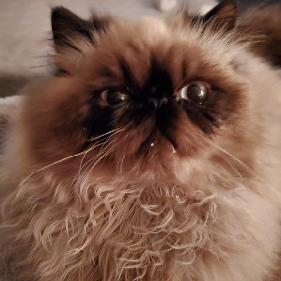 Ambrosius and Truffles - Picture 8 of 14